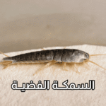 أفضل شركة لمكافحة السمكة الفضية