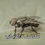 أفضل شركة لمكافحة الذباب