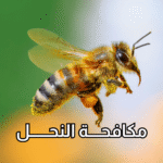 أفضل شركة لمكافحة النحل