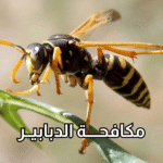 أفضل شركة لمكافحة الدبابير