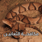 أفضل شركة لمكافحة الثعابين