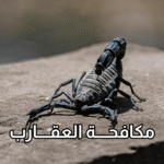 أفضل شركة لمكافحة العقارب