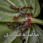 أفضل شركة لمكافحة النمل