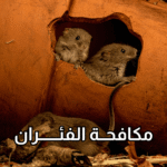 أفضل شركة لمكافحة الفئران