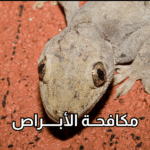 أفضل شركة لمكافحة الأبراص