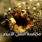 أفضل شركة لمكافحة النمل الأبيض