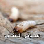 أفضل شركة لمكافحة سوس الخشب
