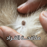 أفضل شركة لمكافحة القراد