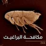 أفضل شركة لمكافحة البراغيث